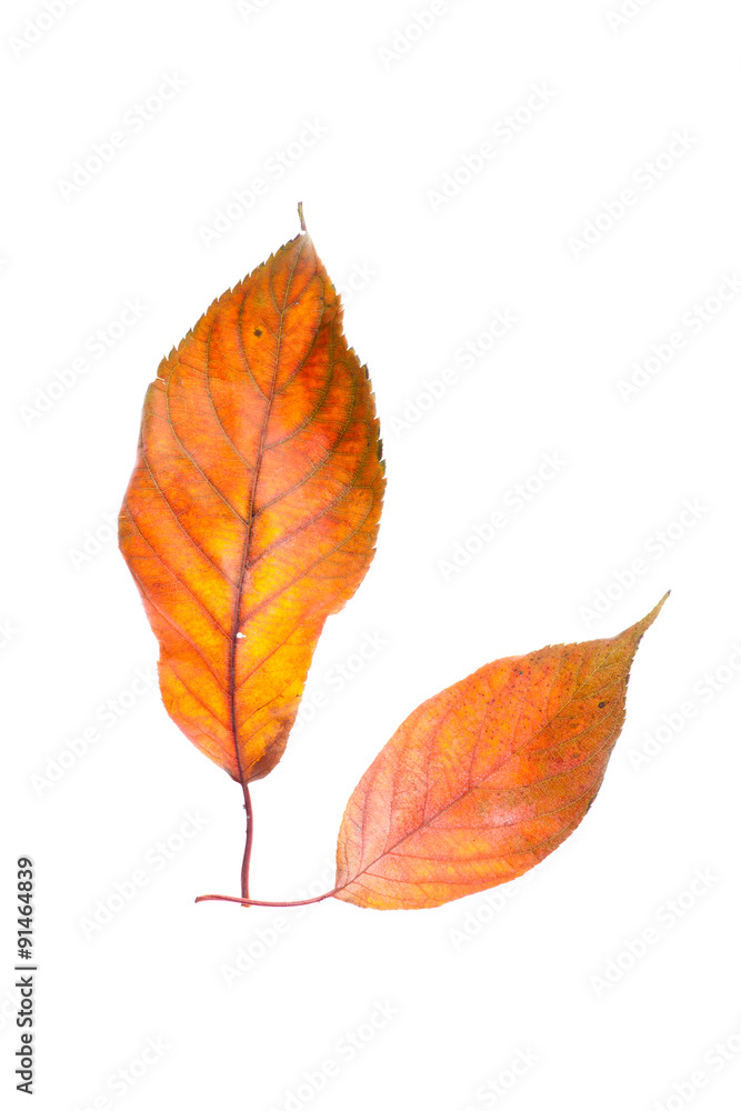 Leaves on a white background Leaves on a white background