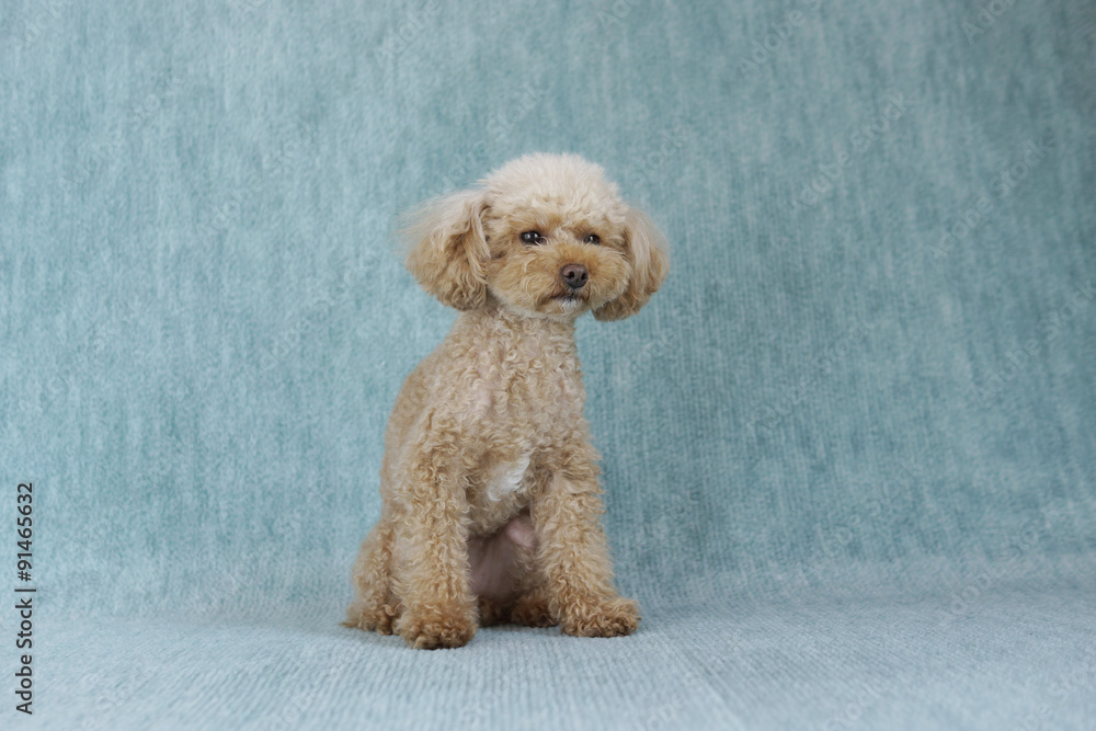 お座りするトイプードル Stock 写真 Adobe Stock