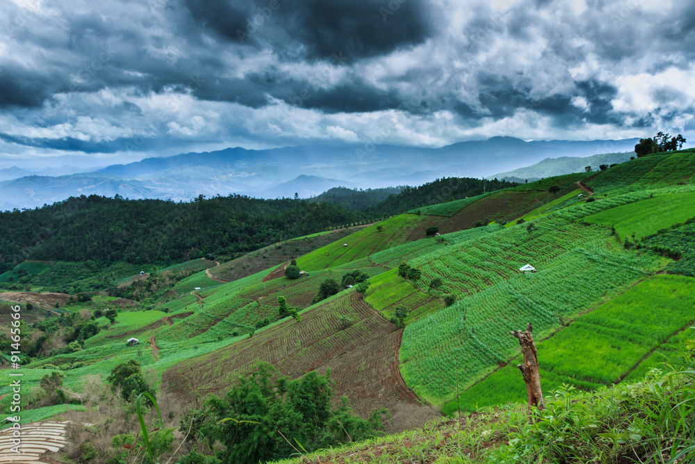 The field ,The rice  terraces 