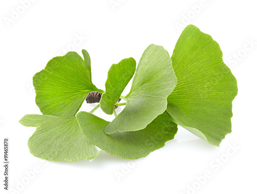 Bild auf Leinwand Ginkgo biloba leaves