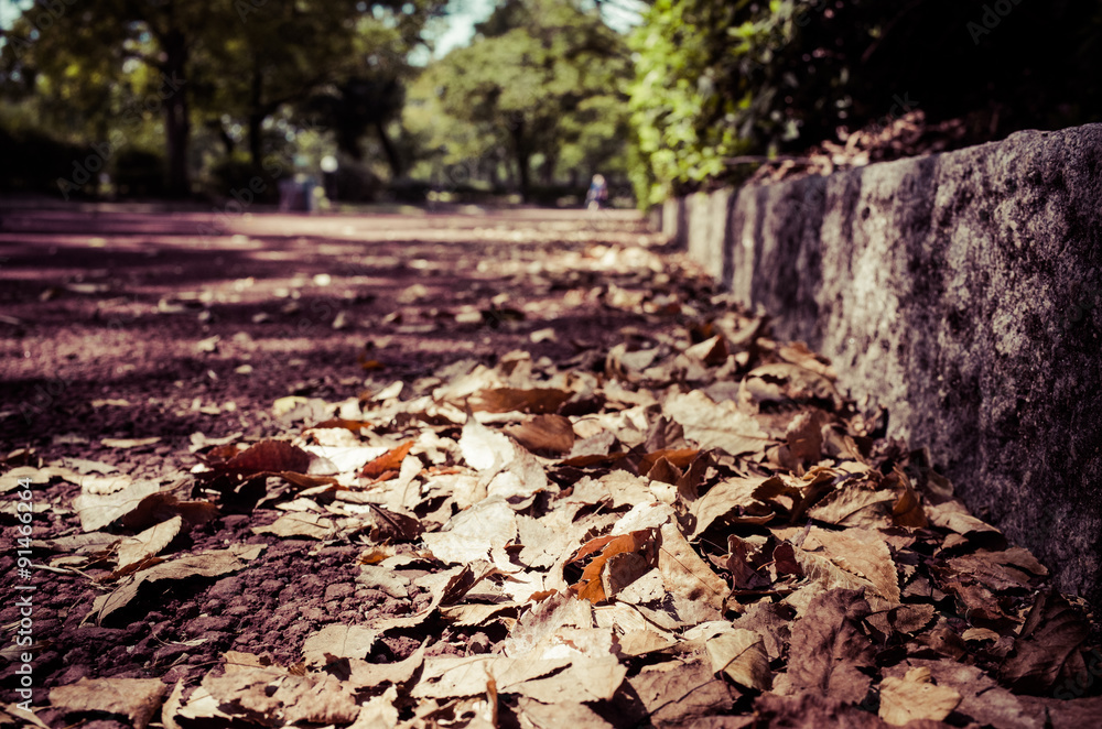 Obraz premium 道路の落ち葉