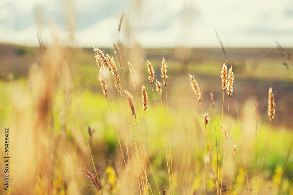 Macro image of wild grasses in a field