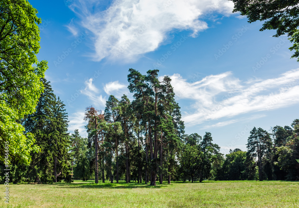 Glade in the park in a summer sunny day Glade in the park in a summer sunny day