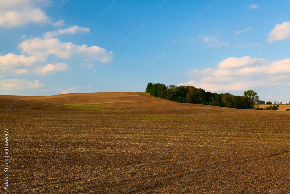 Island of trees in the middle field