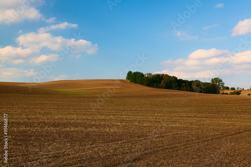 Tableau sur toile Island of trees in the middle field