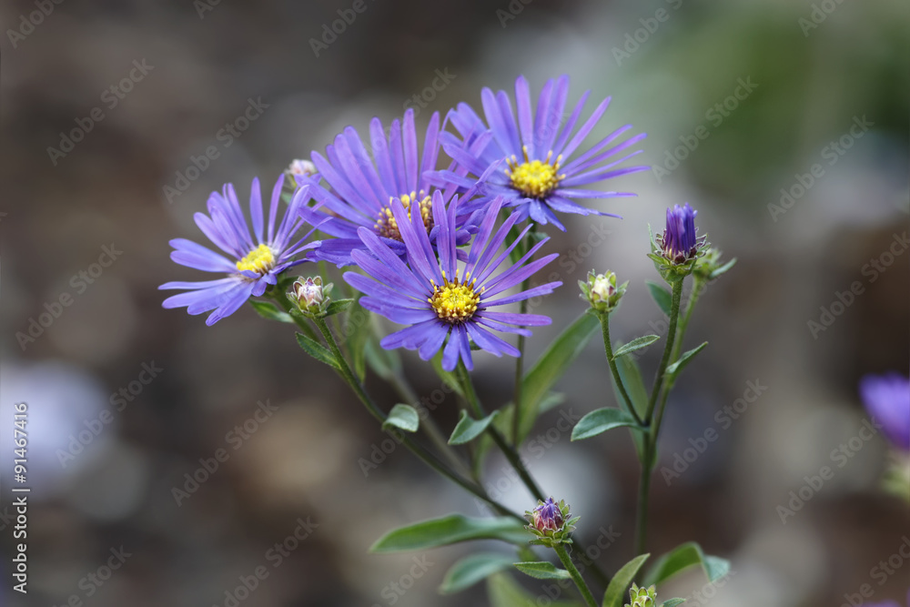 Obraz premium Italian asters