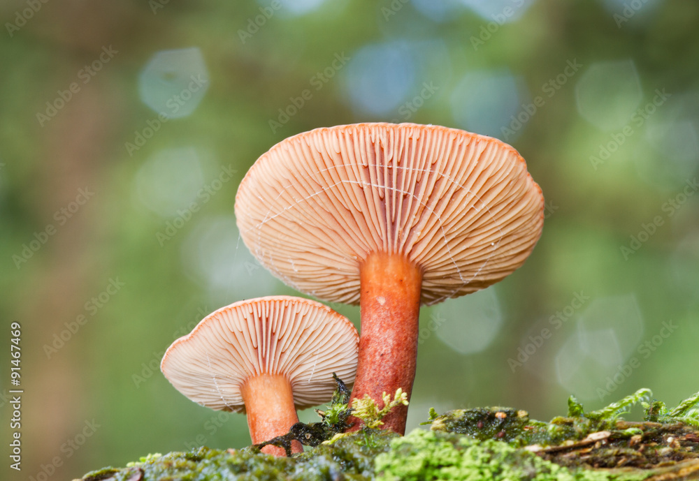 Two mushrooms, probably Milk cap species (Lactarius), on rotting wood Two mushrooms, probably Milk cap species (Lactarius), on rotting wood