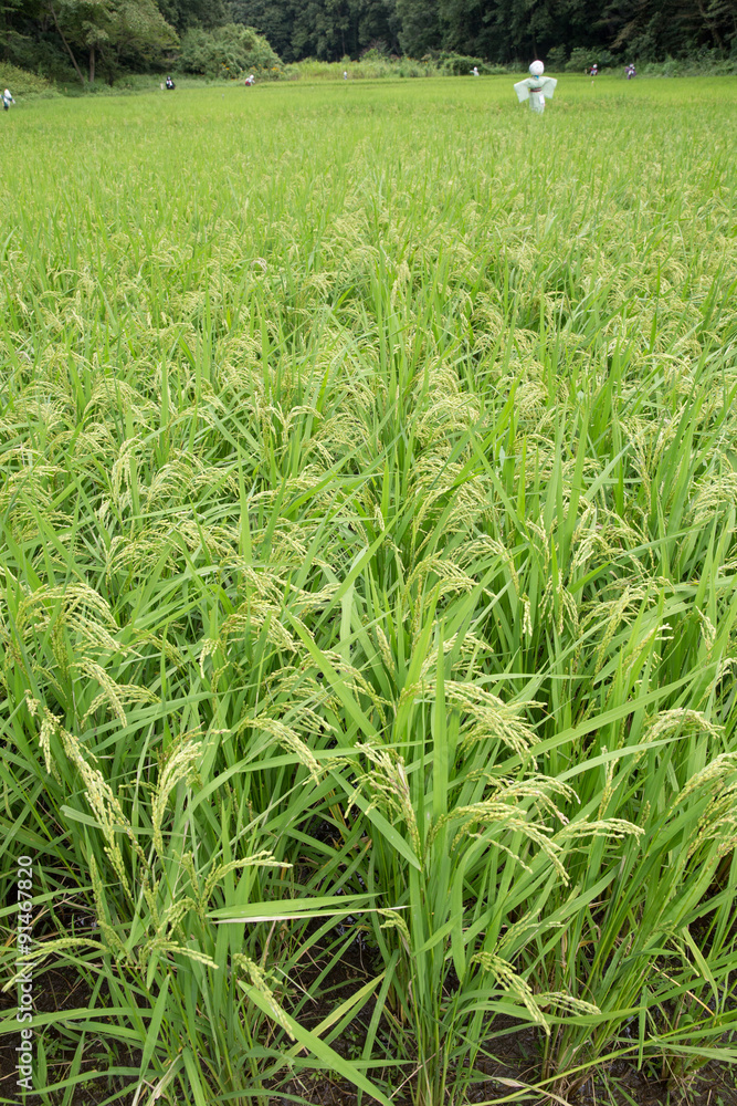 Obraz premium 稲刈り間近の水田