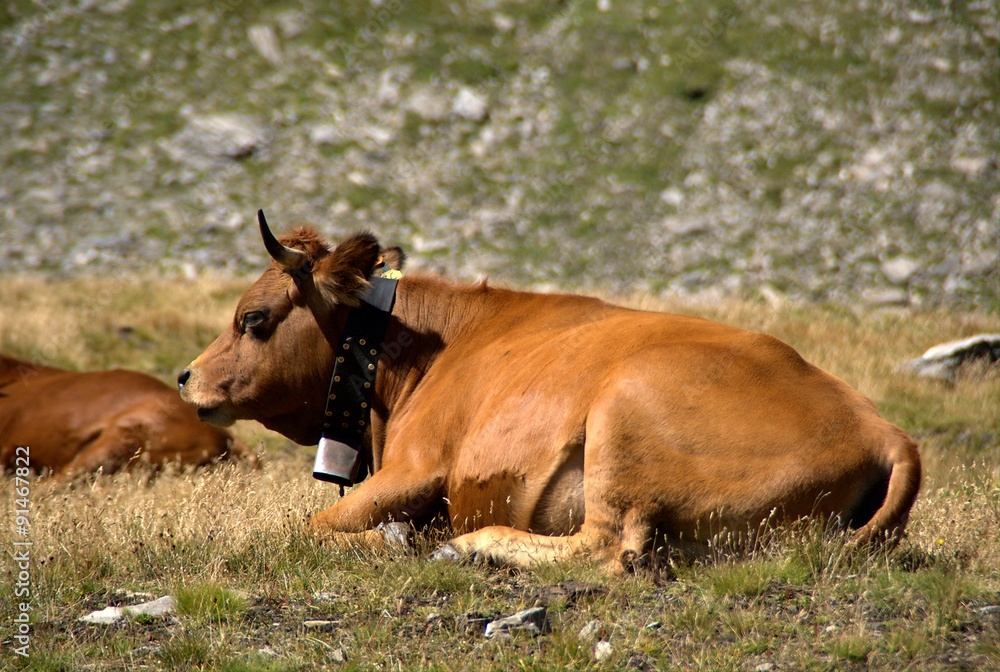 Vaches au lac Sans Fond - Col du Petit Saint Bernard.