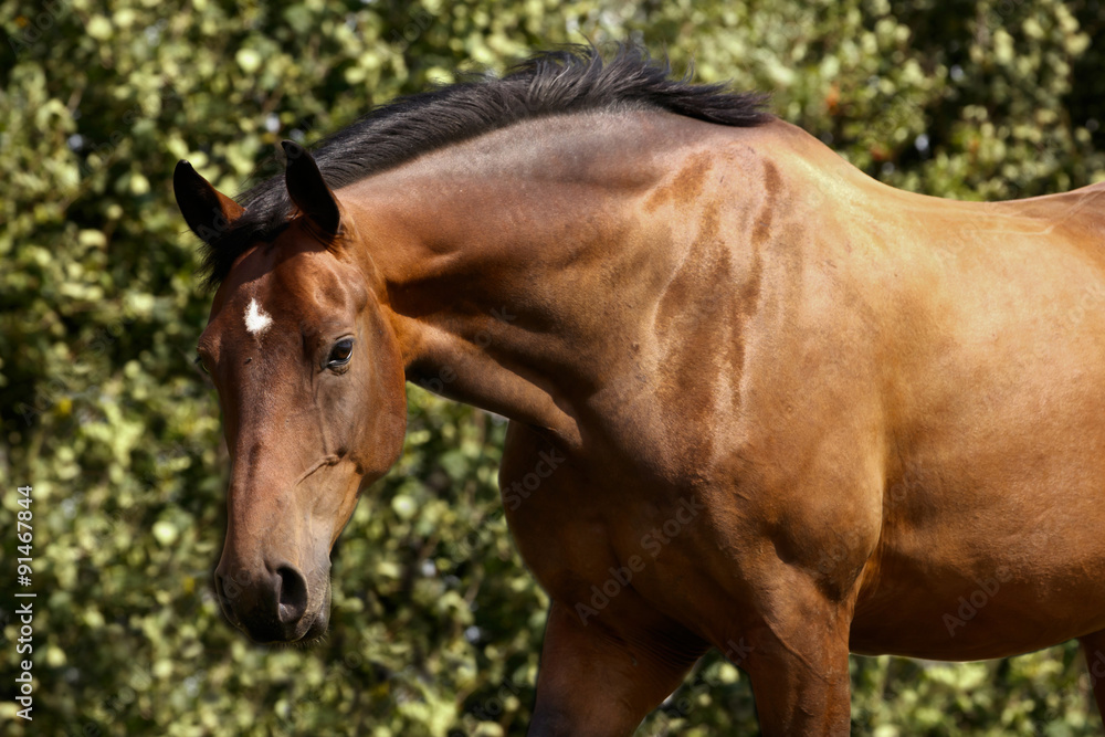 Fototapeta premium Brauner vor Laub