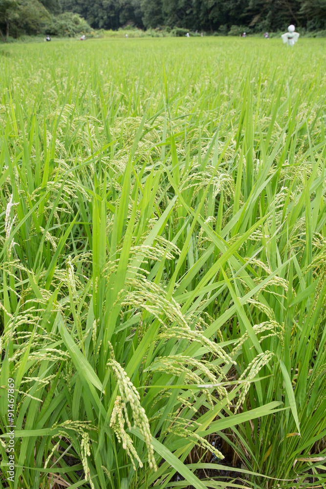 Obraz premium 稲刈り間近の水田