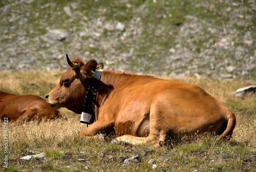 Vaches au lac Sans Fond - Col du Petit Saint Bernard.