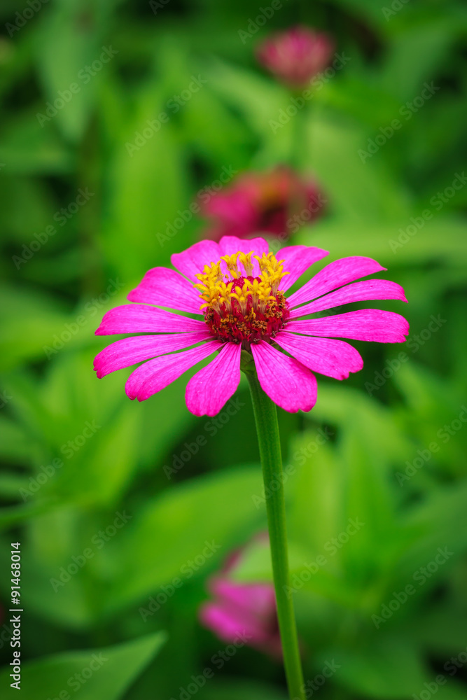 Fototapeta premium flowers,Zinnia