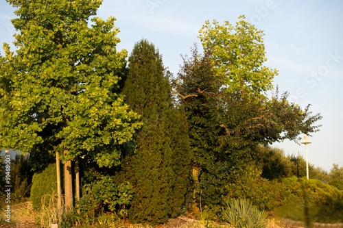 Fototapeta Naklejka Na Ścianę i Meble -  Garten im schönsten Grün