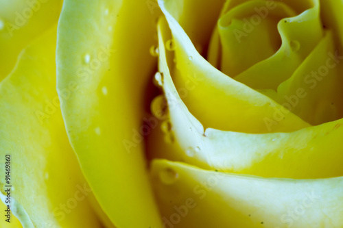 yellow rose