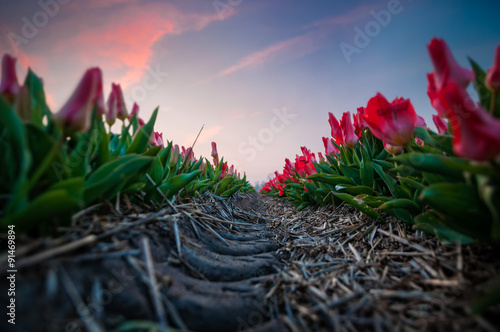 Tulip Perspective photo