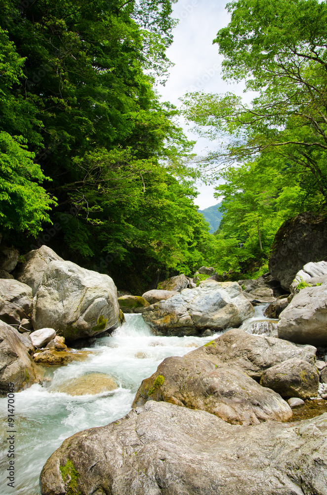 Mountain stream and the beautiful forest of Okutama(vertical) Mountain stream and the beautiful forest of Okutama(vertical)