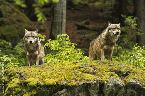 European wolf, Europaeischer Wolf, Canis lupus, wolf, CZECH REPUBLIC