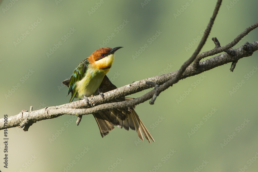 Chestnut-headed bee-eater in Ella, Sri Lanka Chestnut-headed bee-eater in Ella, Sri Lanka