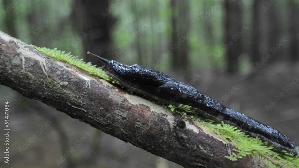 Close up time lapse of a Pacific banana slug (Ariolimax columbianus) moving up a branch on Vancouver Island in British Columbia, Canada. Close up time lapse of a Pacific banana slug (Ariolimax columbianus) moving up a branch on Vancouver Island in British Columbia, Canada.
