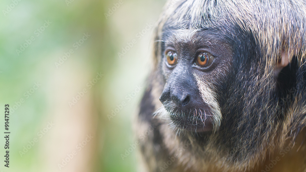 Fototapeta premium Small monkey, selective focus