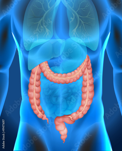 Xray of human's large intestine