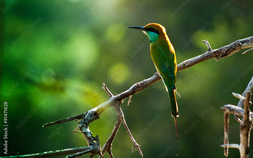 Fototapeta premium Bird in Sri Lanka