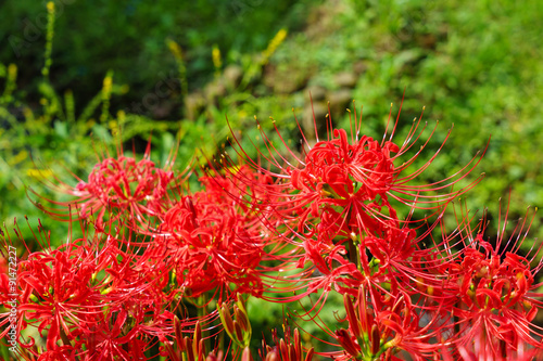 Cluster amaryllis