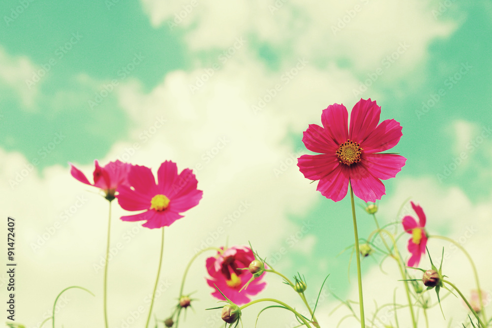Retro cosmos flower fields background. Retro cosmos flower fields background.