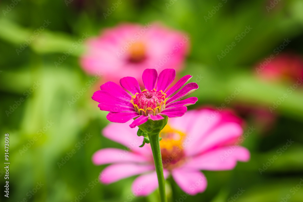 flowers,Zinnia flowers,Zinnia