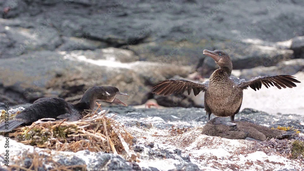 A pair of Galapagos flightless cormorant quarreling at Punta Espinoza on Fernandina Island in the Galapagos Islands National Park and Marine Reserve, Ecuador. A pair of Galapagos flightless cormorant quarreling at Punta Espinoza on Fernandina Island in the Galapagos Islands National Park and Marine Reserve, Ecuador.