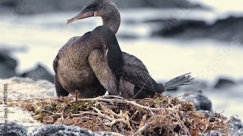 A pair of Galapagos flightless cormorants changing at their nest at Punta Espinoza on Fernandina Island in the Galapagos Islands National Park and Marine Reserve, Ecuador.