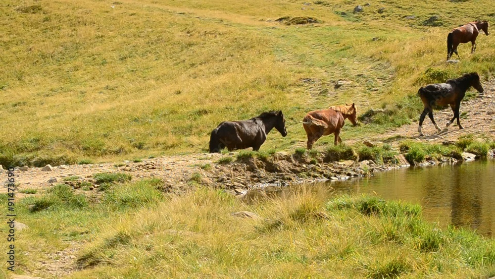 Herd of horses walk along a lake in mountain landscape in summer Herd of horses walk along a lake in mountain landscape in summer