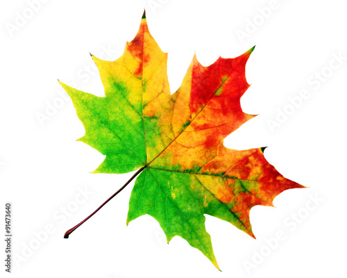 The autumn red-yellow maple leaf