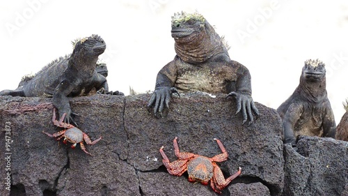 Marine iguana and Sally Lightfoot Crab at Punta Espinoza on Fernandina Island in the Galapagos Islands National Park and Marine Reserve, Ecuador.