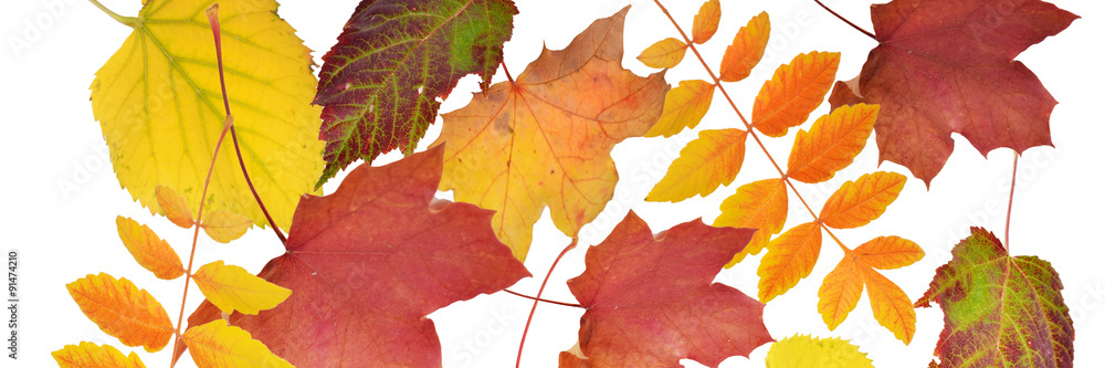 fallende Blätter, goldener Herbst fallende Blätter, goldener Herbst