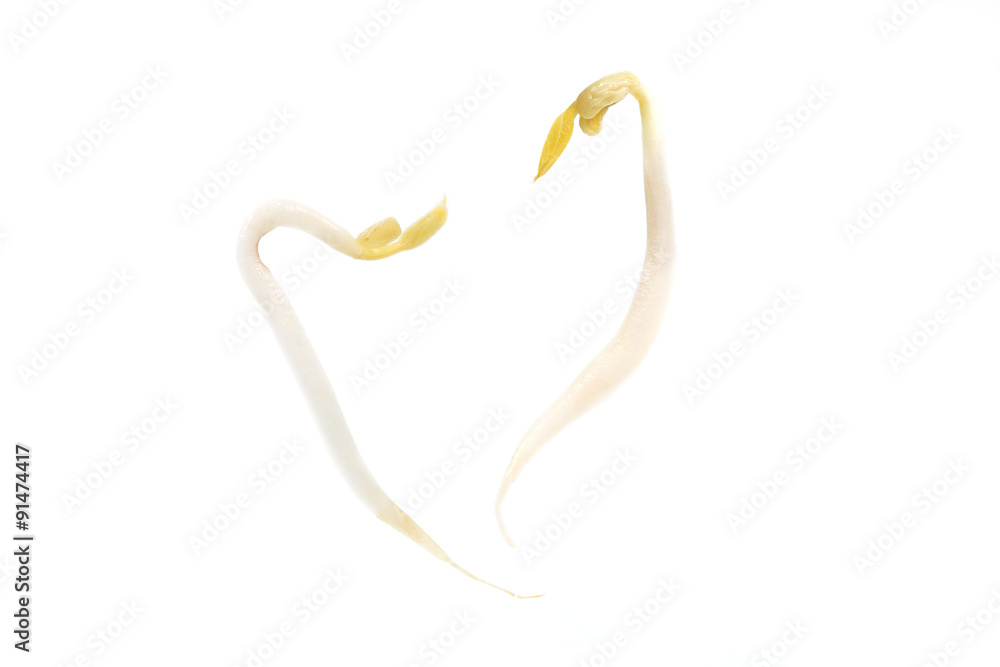 Bean sprout Bean sprout