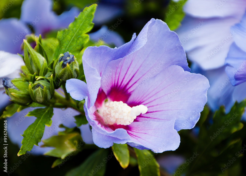 Foto Stock Blaue Hibiskus Blüte am Strauch Adobe Stock