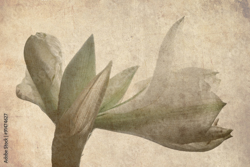 amaryllis flower grunge background