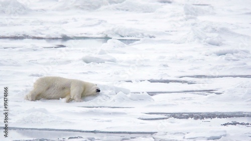 Polar bear rolling in the snow near Torelleneset on the east side of Hinlopen Strait on Nordaustlandet in Svalbard archipelago, Norway. photo