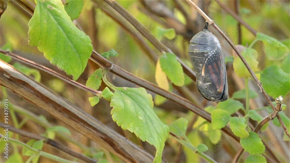 Timelapse of a Monarch butterfly, Danaus plexippus remerging from to its chrysalis in Oak View, California.