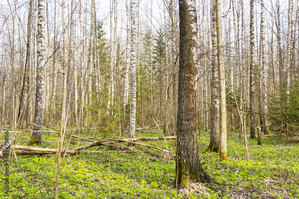 Obraz premium Trees in a forest
