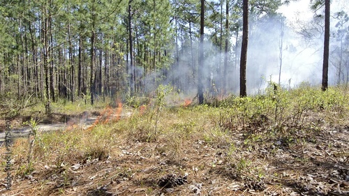A fire crew member lighting a prescribed fire with a drip torch in Moody Forest Natural Area managed by The Nature Conservancy near Baxley, Georgia.