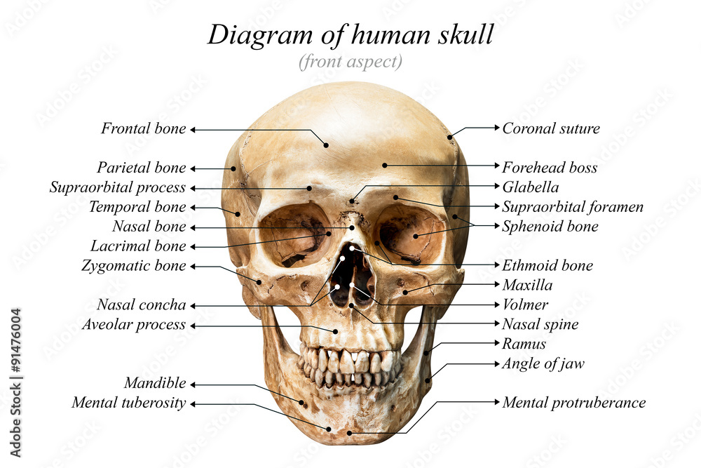 Human skull diagram Stock Photo | Adobe Stock