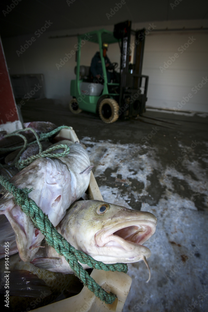 Stockfisch auf den Lofoten Stockfisch auf den Lofoten