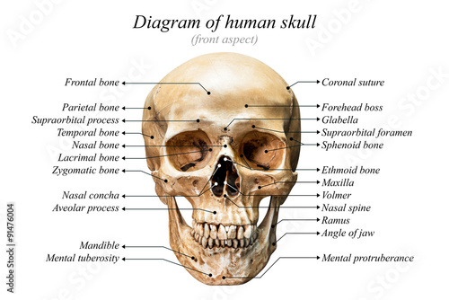 Wallpaper Mural Human skull diagram Torontodigital.ca