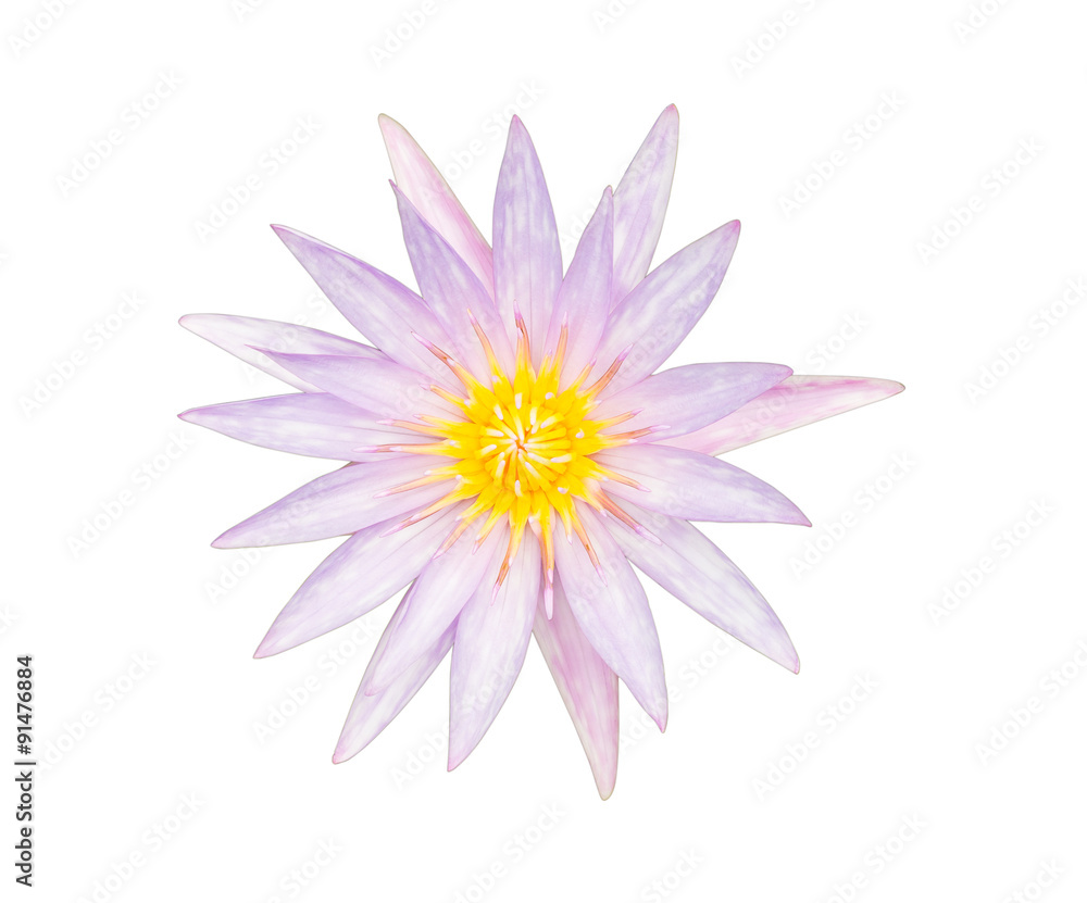 purple lotus isolated on white background