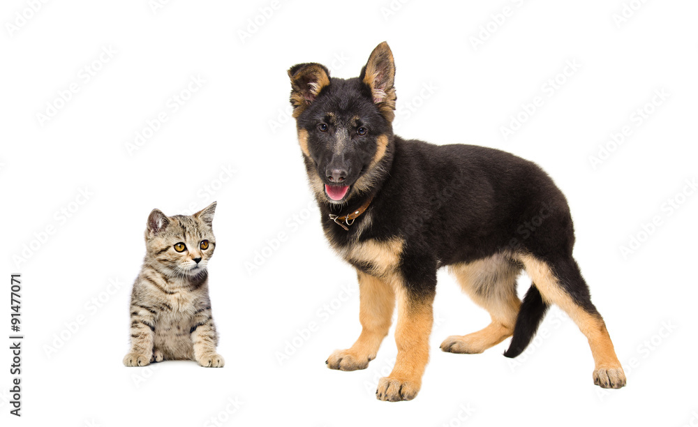 German Shepherd puppy and kitten Scottish Straight together