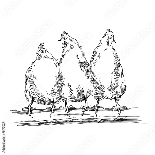 Chiken sketches.