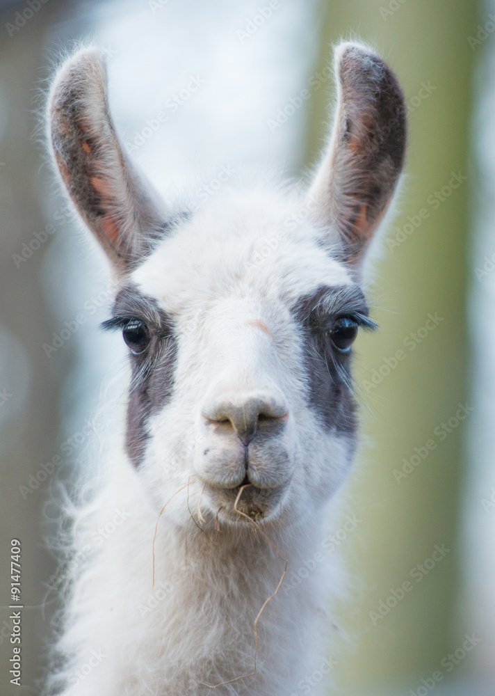 Lama Portrait